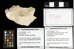 Foto (Objekt + Etiketten) von Cracensigillatus acutirostris (Moericke, 1889) 